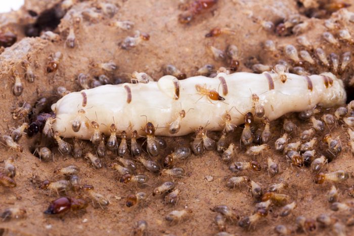 all-female termite
