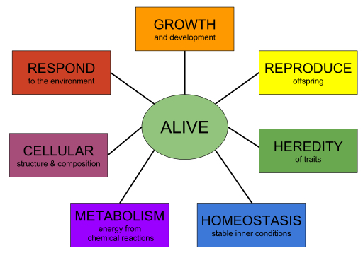 bacteria life