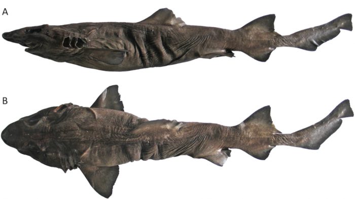 new species false dwarf catshark