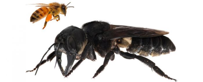 Wallace's giant bee