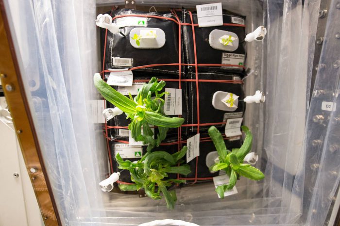 iss garden veggie