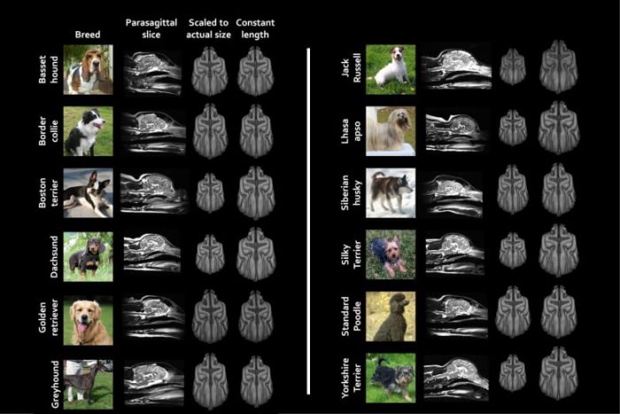 dogs' brains