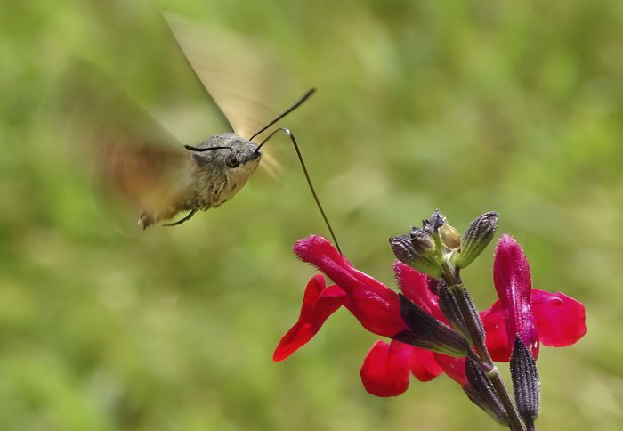 Wildlife Photographer of the Year