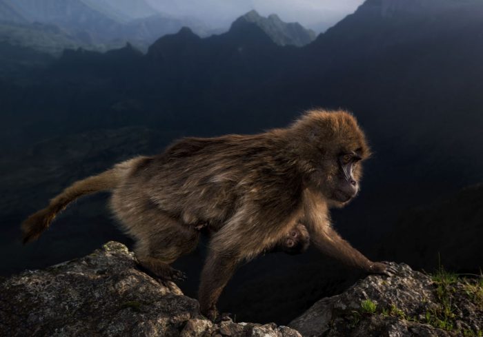 Wildlife Photographer of the Year