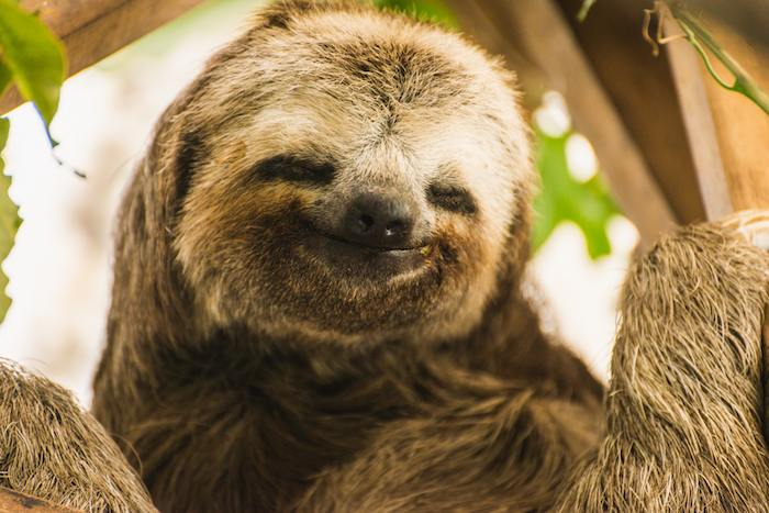 sloths