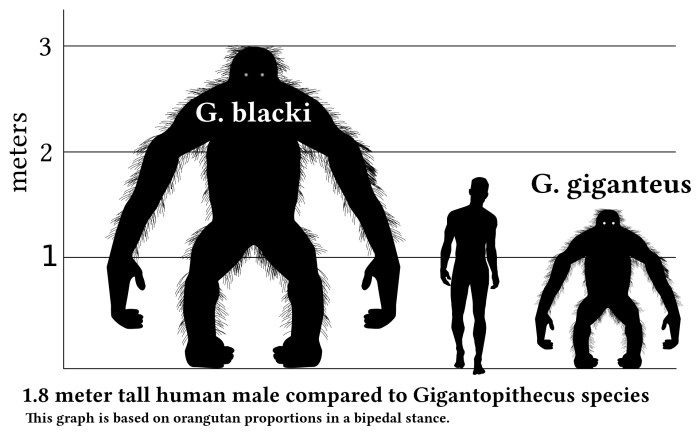 Gigantopithecus blacki was the largest ape of all - Owl Connected