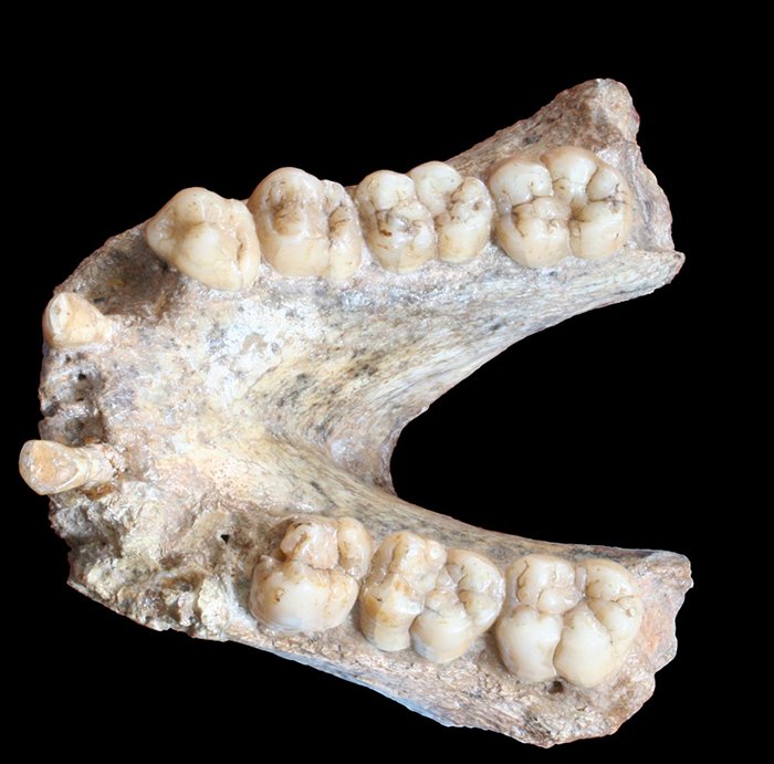 Gigantopithecus blacki