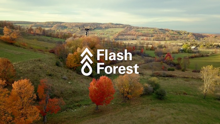 flash forest