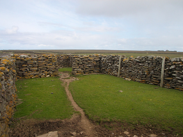 orkney sheep