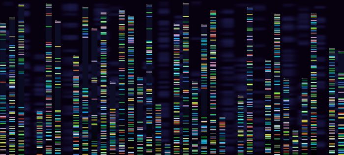 chewing gum genome