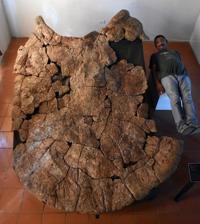 Prehistoric Turtle Shell Fossil Was Stupendous Giant Owl Connected