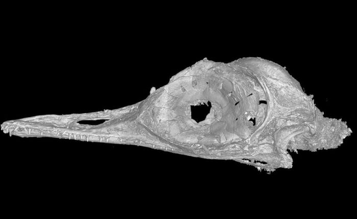 smallest dinosaur skull x-ray