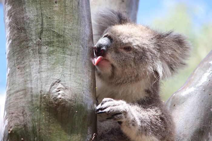 koalas lick trees