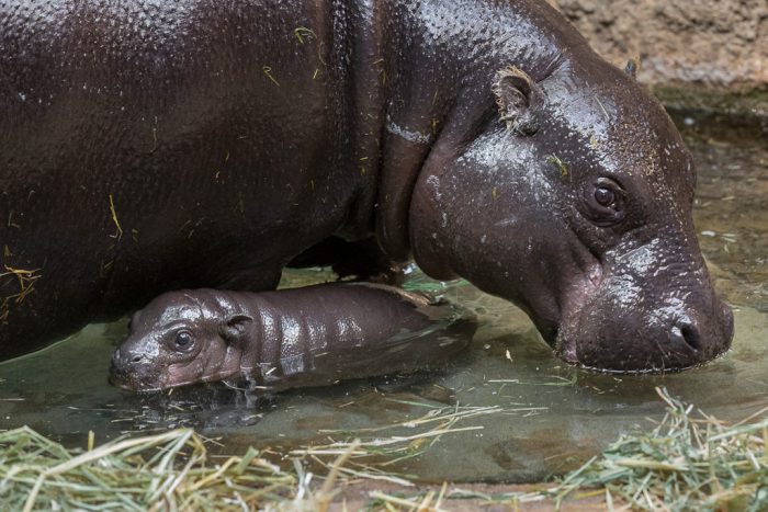 pygmy hippo