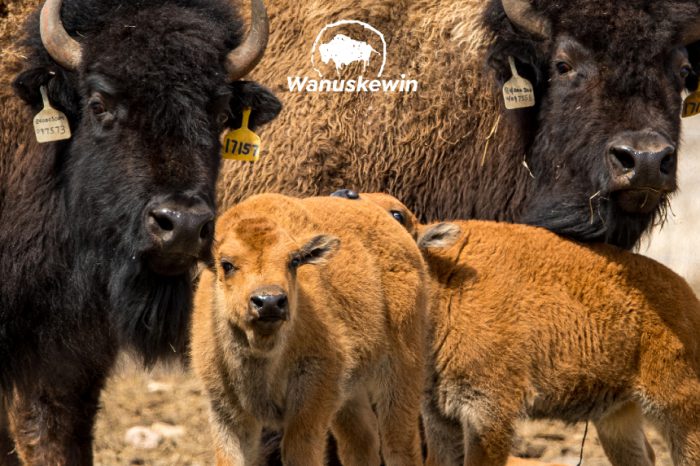 baby bison