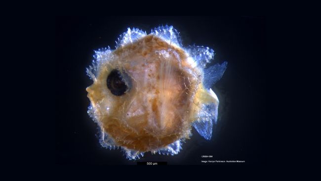 sunfish larvae