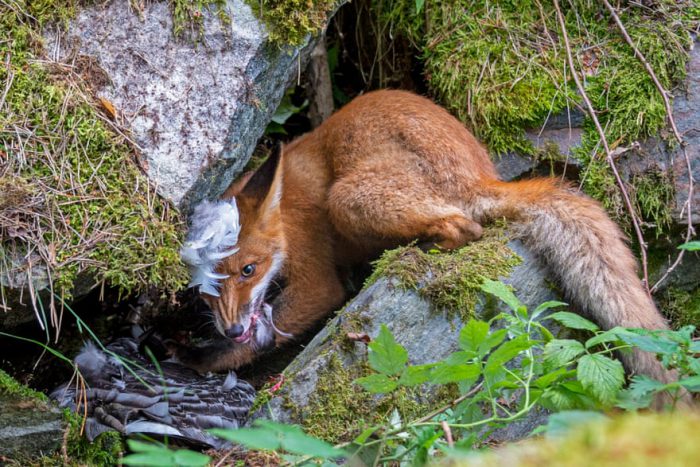 2020 wildlife photographer of the year