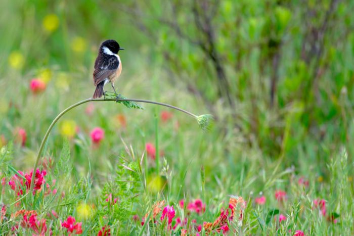 2020 wildlife photographer of the year