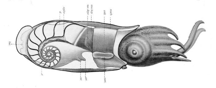 ram's head squid