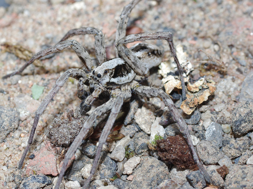 wolf spider