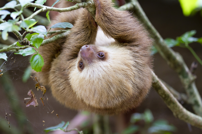 Baby two-toed sloth