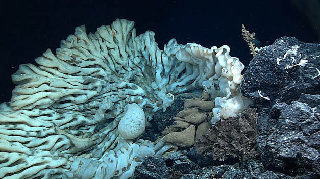 sea-sponge