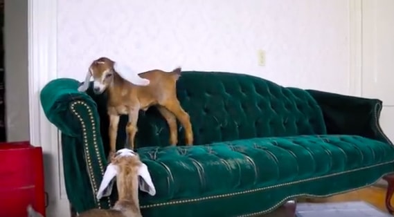 baby goats on couch