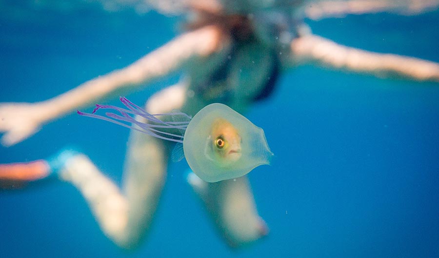 Fish trapped inside jellyfish
