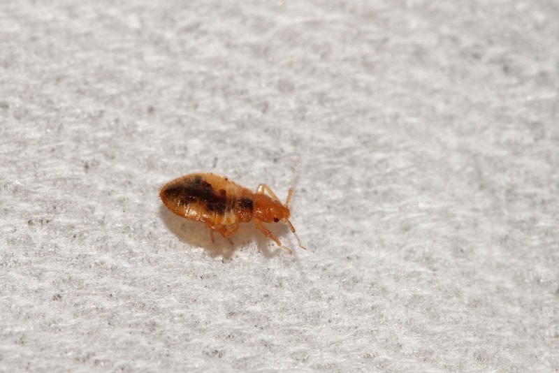 Bedbug on bed sheet