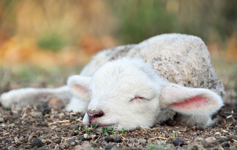 sleeping sheep, lamb