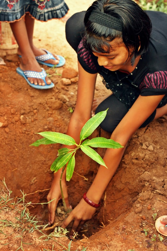 Tree planting India