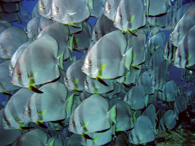 fish batfish singing