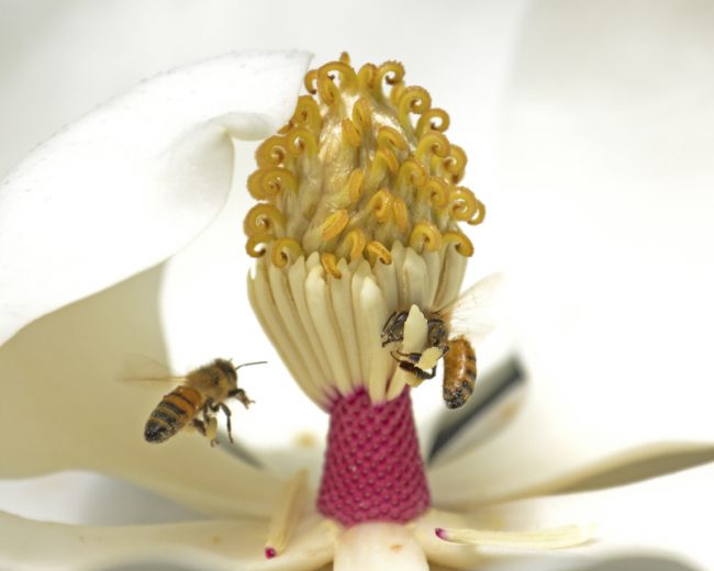 bees pollinating