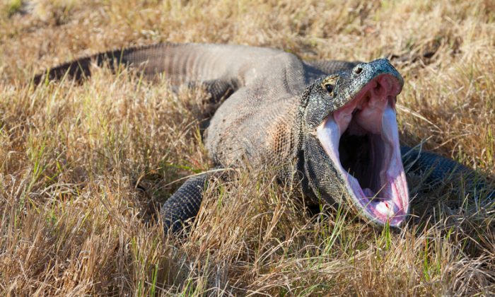 komodo dragon fighting