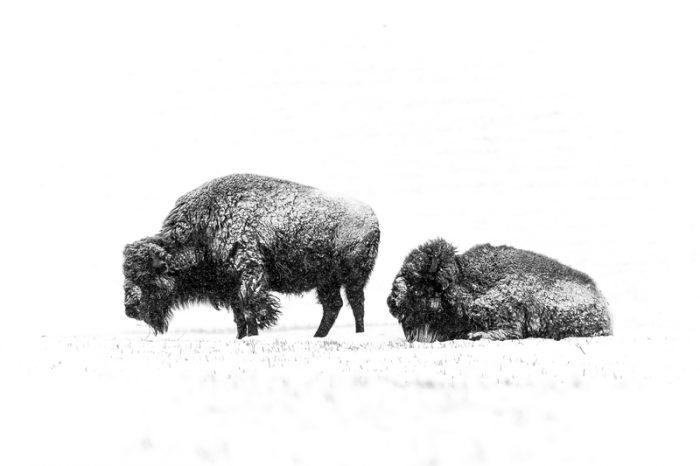bison banff