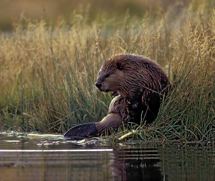 beaver pond canada