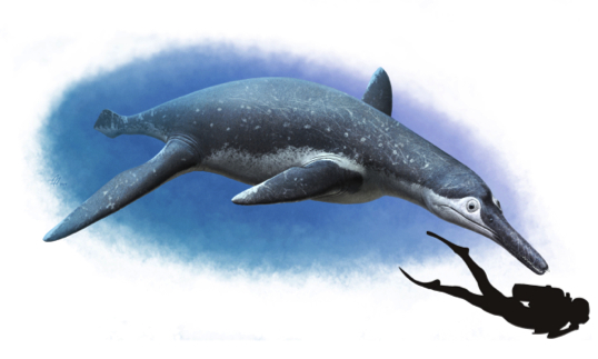 pliosaur fossil reconstruction