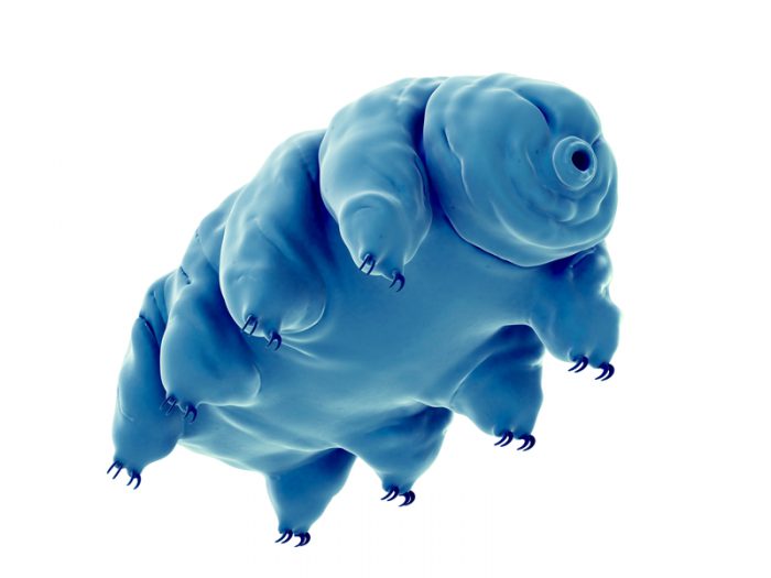 tardigrade water bear