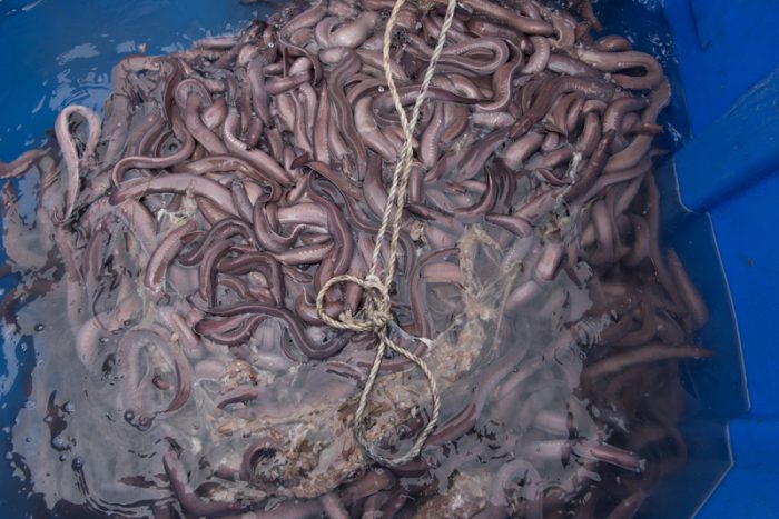 hagfish slime eels
