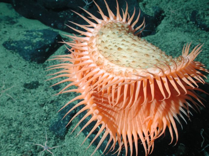 Flyrtrap Sea Anemone