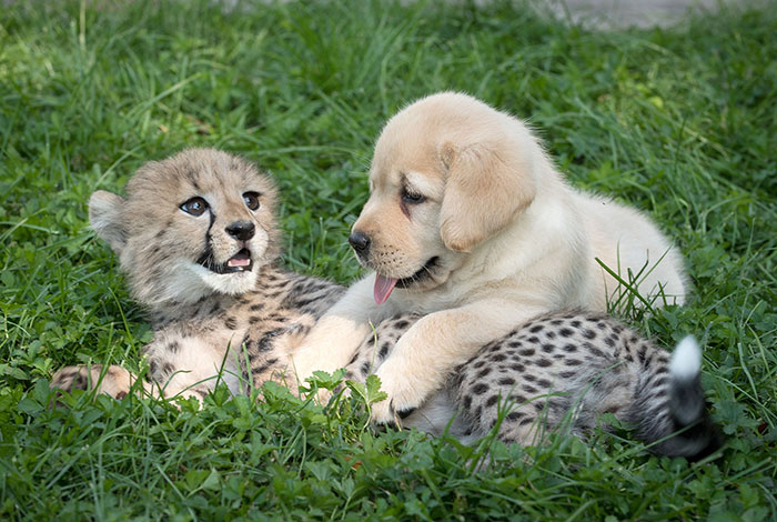 cheetahs dogs