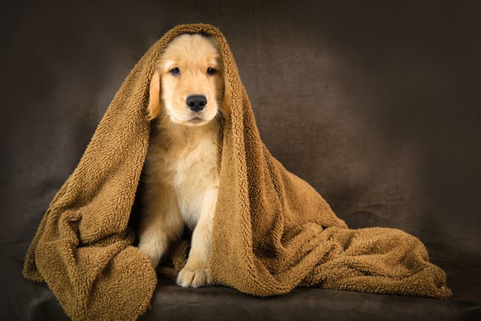 invisible golden retriever puppy