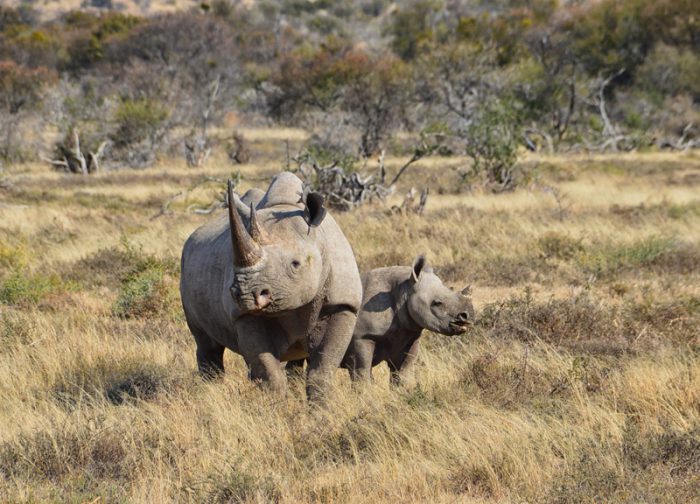 black rhino calf