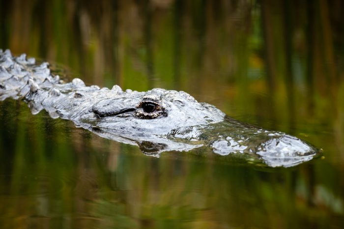 frozen alligator