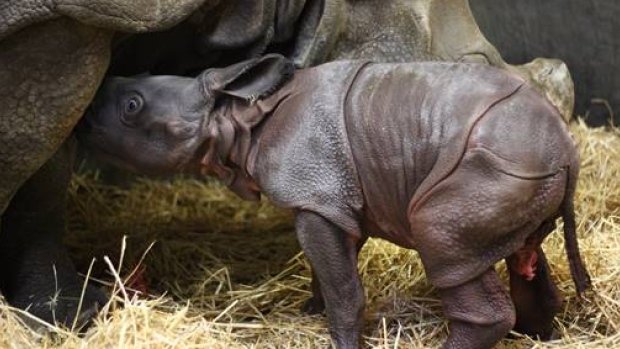 toronto-zoo-baby rhino-indian-rhino