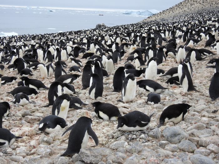 adelie penguins