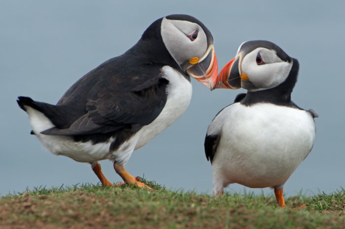 puffins