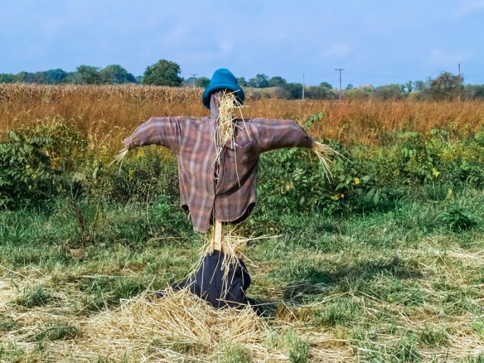 lasers scarecrow