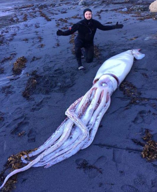 giant squid NZ