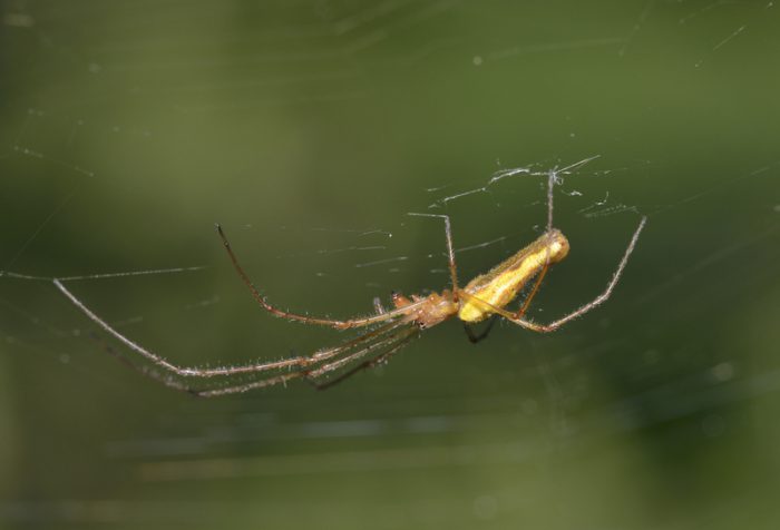 giant spider web long-jawed orb weaver